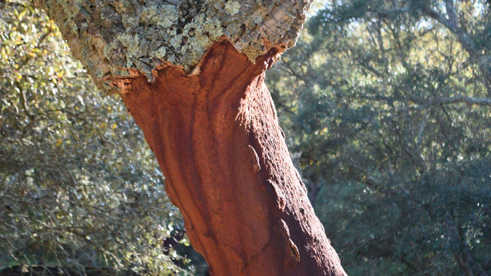 Dehesa Sierra de Aracena