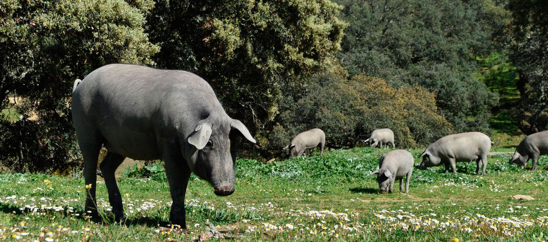 Visitar la dehesa de Ibéricos Vázquez