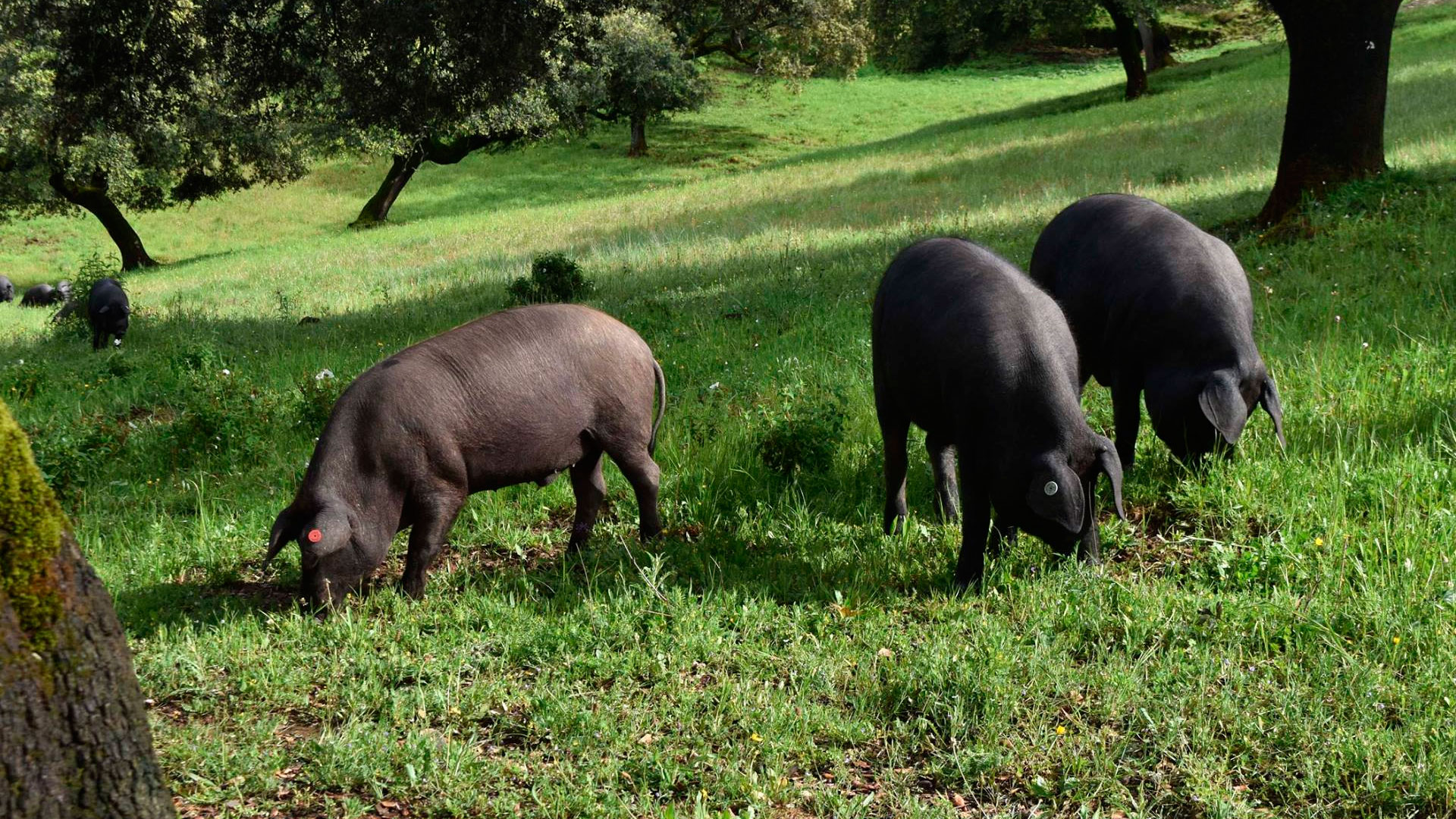 Cerdos ibéricos de bellota