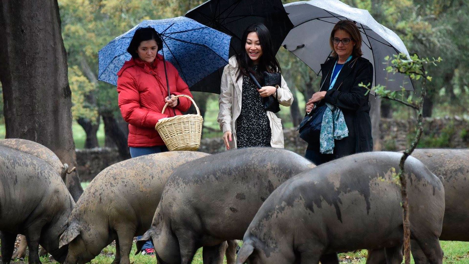 visita a la dehesa Aracena