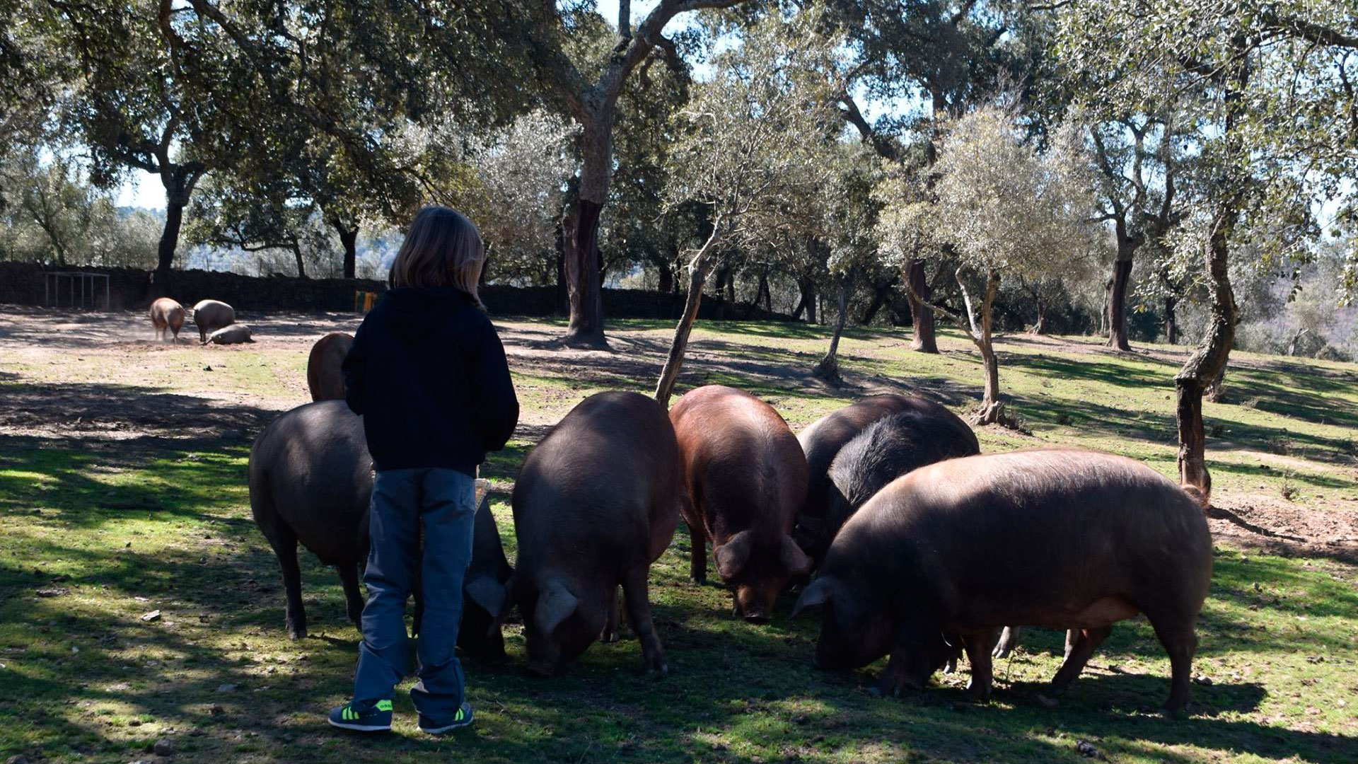 visitar secadero de jamones Huelva